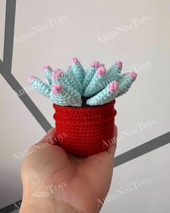 Succulent in pot - Echeveria