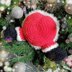 Stuck Santa