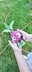 Radish
