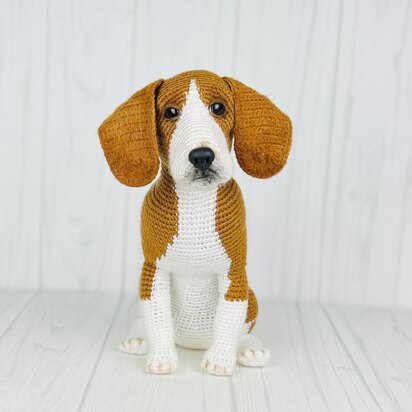 Beagle Dog