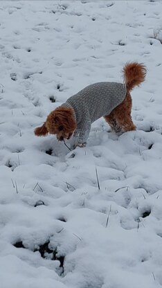 Dog Sweater Charlie No.3