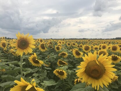 Sunflower Shawl