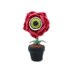Eyeball Rose Flower in Pot