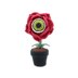 Eyeball Rose Flower in Pot