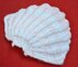 Scallop Shell