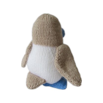 Blue Footed Booby Bird