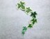 Variegated ivy leaves