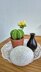 Cactus plant with flower