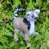 Ring-tailed lemur