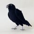 Raven