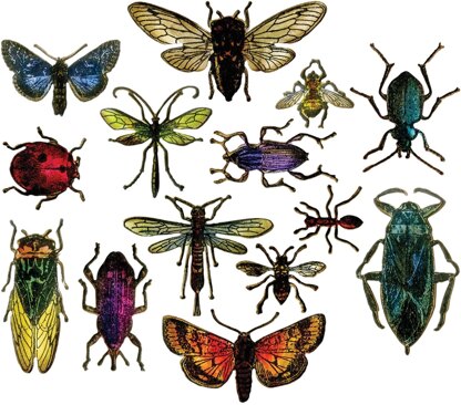 Sizzix Framelits Dies By Tim Holtz 14/Pkg - Entomology