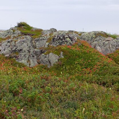 L'Anse aux Meadows