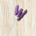 Lavender plant