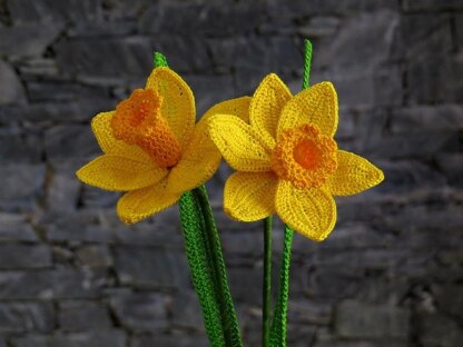 Daffodil long stem