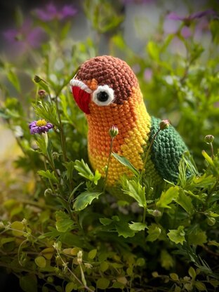 Fischer's Lovebird