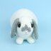Mini Lop rabbit
