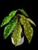 Crochet Polka Dot Begonia plant