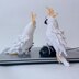 Cockatoo Parrot