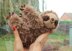 Happy Sloth