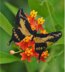 Amazonian butterflies