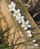 Cherry blossom branch