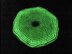 Glow In The Dark Frisbee