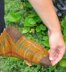 Thistle and Forest Plaid Socks