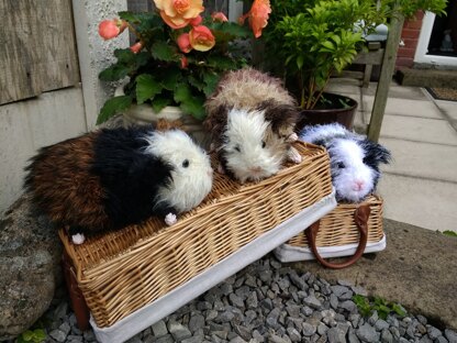 Guinea pigs at play