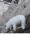 Arctic Animals