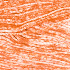 Torch Lily (209)