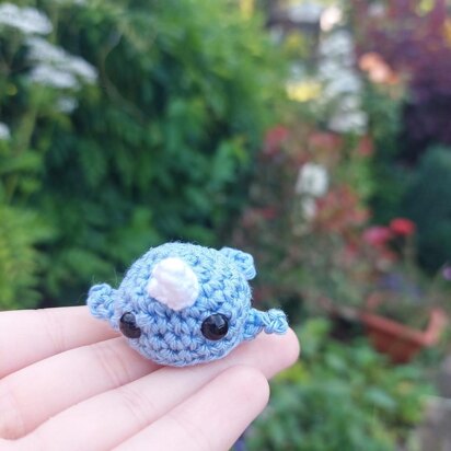 Small narwhal
