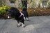 Häkelanleitung Geschirr für kleine Hunde