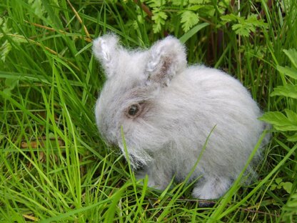 Connie the baby bunny