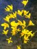 Easter tree yellows bells flower twig Forsythia spring flower