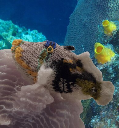 Pacific reef fish (and bonus corals)