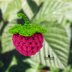 Raspberry with sepal