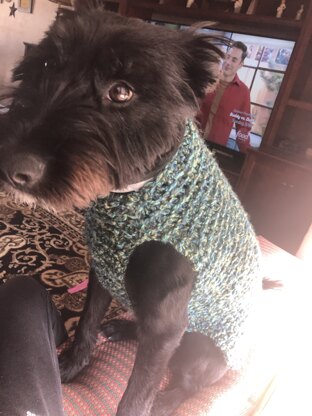 dog sweater