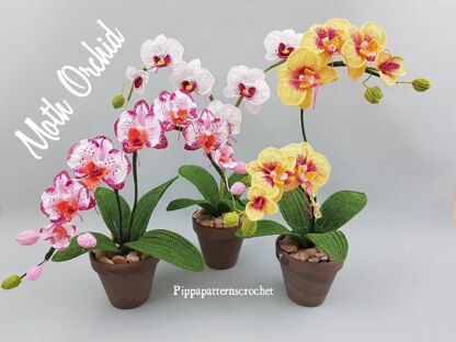 Moth Orchid