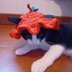 Crochet halloween pumpkin hat for cats
