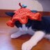 Crochet halloween pumpkin hat for cats