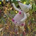 Twinkle Toes - a Fairy Mouse Christmas Tree Topper