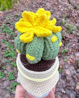 Gnome succulent (cactus)