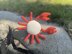 Clive the Crab