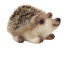 The Crafty Kit Company Baby Hedgehog Needle Felting Kit - 190 x 290 x 94mm