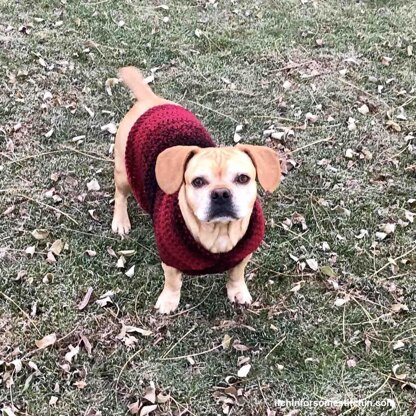 Easy Dog Sweater Medium