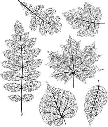 Stampers Anonymous Tim Holtz Cling Stamps 7"X8.5" - Pressed Foliage