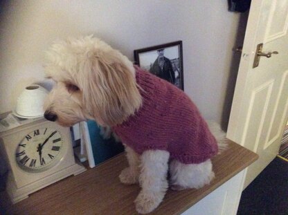 Bella's New Coat