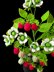Crochet Raspberry plant
