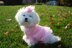 Pretty in Pink Dog Sweater