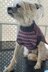 Snazzy Stripes Dog Sweater - XS,S, M
